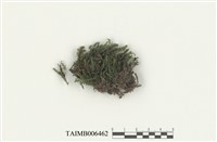 藏品(卷葉鳳尾苔)的圖片